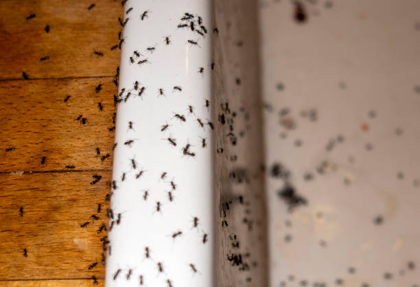Five Forks, SC Pest Control Company