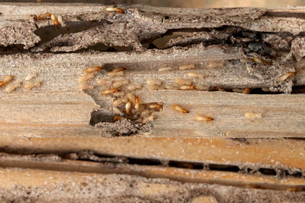 Best Wasp Removal Services  in Five Forks, SC